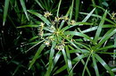 پنجه کلاغی,umbrella papyrus, umbrella sedge , umbrella palm

